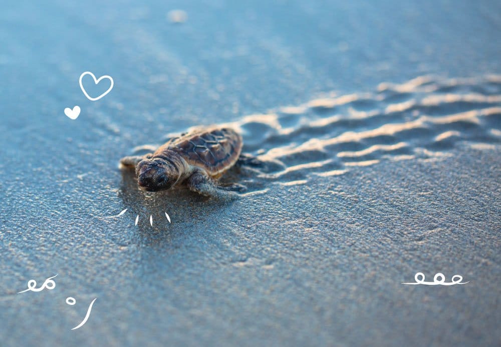 Cafeïnevrije koffie voor Wild Animal Initiative Cafeïnevrije koffie voor Wild Animal Initiative